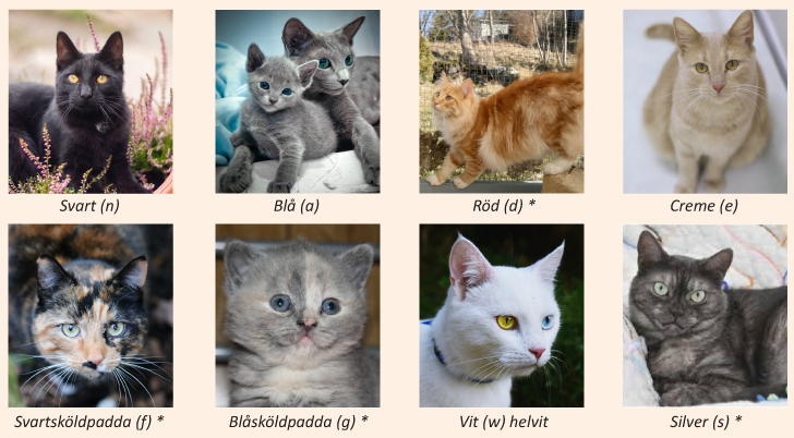 Katt och dess vanligaste färger och mönster