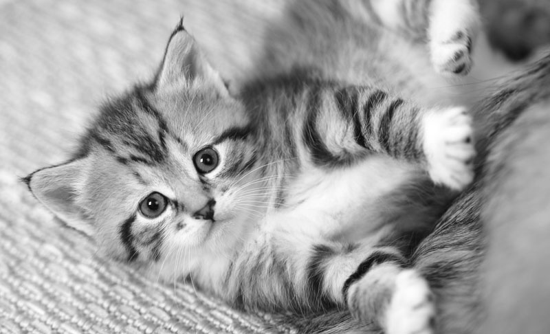 Registrera din katt i ID-registret - SVERAKs id-register