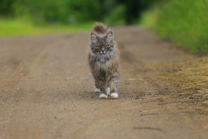 Registrera din ID-märkta katt