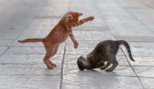 Kattungar