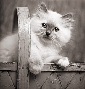 Kattnamn - topp 10