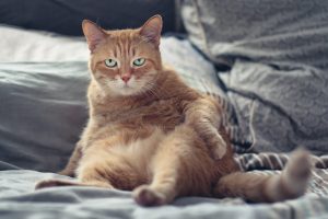 Katt