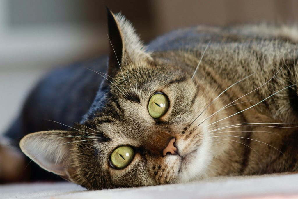 Registrera din ID-märkta katt